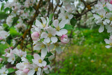 Flowering branches of apple trees, in a rustic garden.