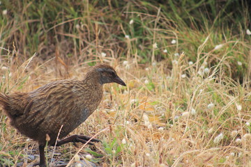 Weka (Gallirallus australis)