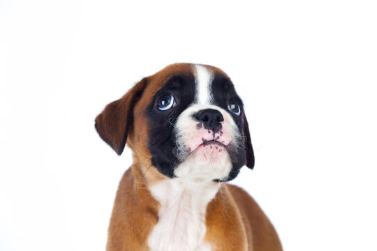 Adorable boxer puppy looking up