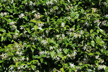 Flowers of Jasminum officinale in summer, Italy 
