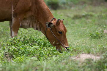 Naklejka na ściany i meble Cow grazing on a green meadow