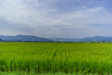 Fototapeta na wymiar 夏の六日町の田園風景