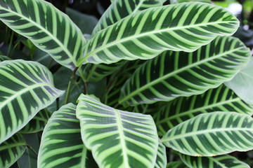 Calathea zebrina leaves