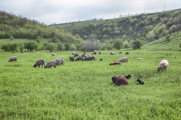 sheep on grassland