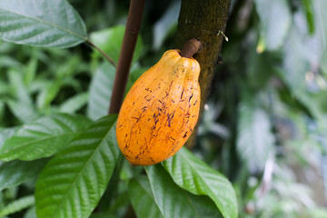 Cocoa bean on the cocoa tree