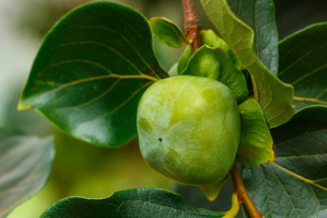 Persimmon,A green Persimmon trees,Ripening persimmon (maturing persimmon) on the persimmon tree.