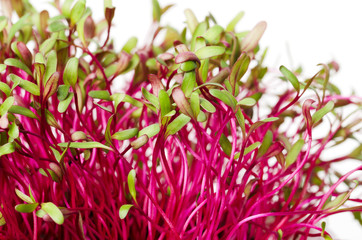 Red beetroot, fresh sprouts and young leaves. An edible vegetable, herb and microgreen. Also called beet and table, garden or red beet. Cotyledons of Beta vulgaris. Macro photo closeup.
