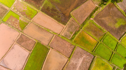 Aerial view of a rice fields in Thailand.