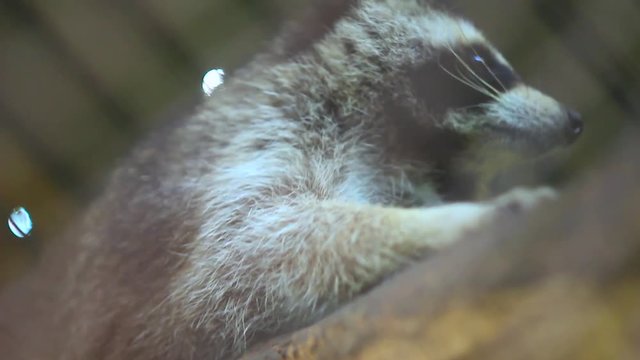 Raccoon in the zoo