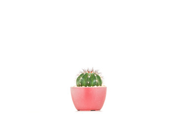 Cactus dans le pot sur fond blanc.