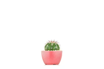 Photo sur Aluminium Cactus Cactus dans le pot sur fond blanc.