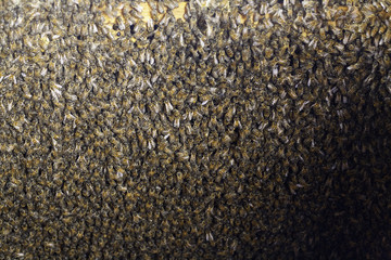 Many piles of a thousand bees dense layer on the frame with honeycombs