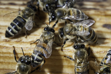 Bees working the carpathian breed close-up