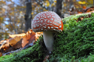 Fly agaric or fly Amanita mushroom on moss in forest. Spotted toadstool, toxic and psychedelic mushroom in the woods