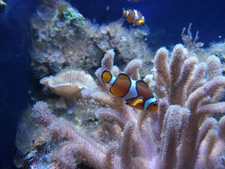 Fototapeta na wymiar Clown anemonefish in aquarium