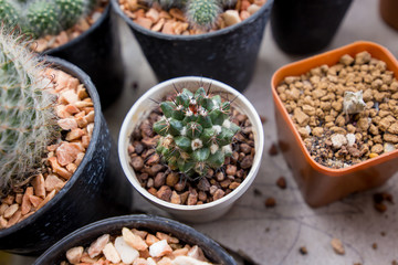 Cactus planting in pot