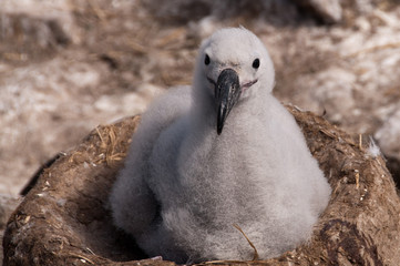 Black-Browed Albatross Chick on Westpoint Island