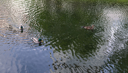 Ducks with ducklings swimming at the lake.