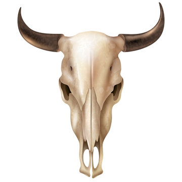 Realistic Cow Skull