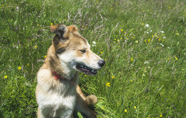 Beautiful dog resting in green grass on hot summer day