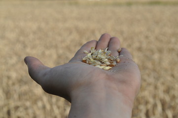 Getreide in einer Hand