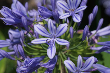 violet bloosom