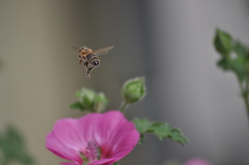 Biene im Flug