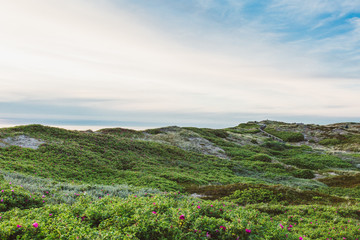 Dünenlandschaft auf Sylt