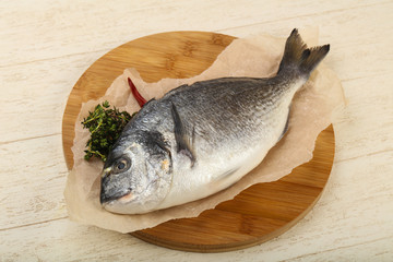 raw dorada fish
