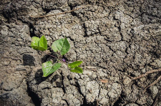 Green plant growing out of cracks clay ground