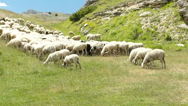 Flock of sheep on the meadow in mountains, slowmo HD