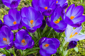 Crocus Flower Purple