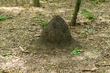 Termite hill
