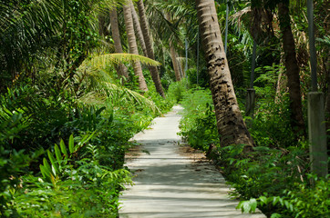 The walk in the park