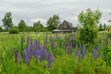 Lupines in the green field