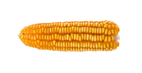 Dried old yellow corns on white background