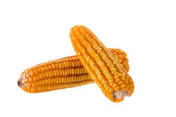 Dried old yellow corns on white background