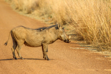 Common warthog (Phacochoerus africanus)