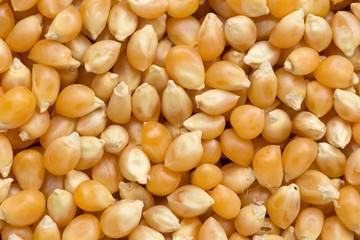 Top view of corn seeds pile as background