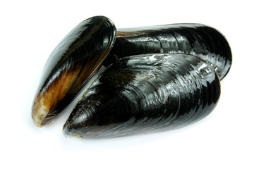 moules