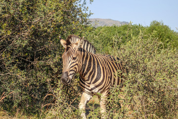 Burchels zebra (Equus zebra zebra)