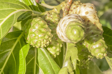  fruits du noni, morinda citrifolia