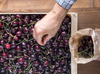 Green grocer sells fresh ripe cherries to the market, top view