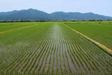 初夏の水田と山並み