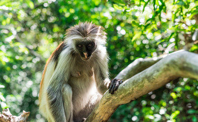 curious colobus monkey on a tree in monkey forest, Zanzibar