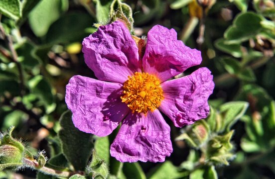 Fiore Di Cistus Incanus