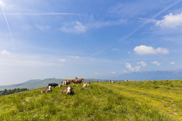 Fototapeta premium Cows feeding on a green summer pasture. Mucca al pascolo estivo.
