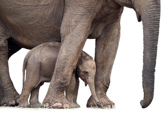 Sri Lankan elephant, Elephas maximus maximus, mother protecting new-born elephant, isolated on...