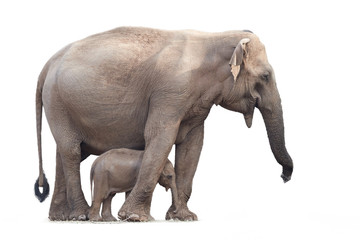 Sri Lankan elephant, Elephas maximus maximus, mother protecting new-born elephant, isolated on...