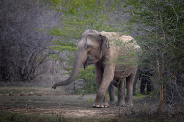 Fototapeta na wymiar Sri Lankan elephant, Elephas maximus maximus, group of elephants coming from the bush led by oldest female. Yala National park, Sri Lanka. 